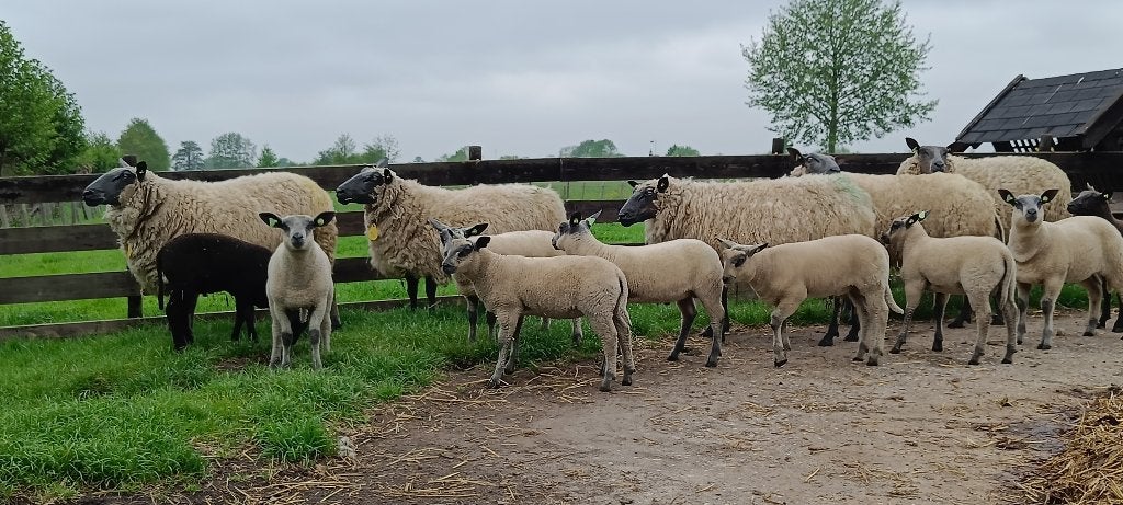 Bleu du Maine fok rammen te koop., Mannelijk, Schaap, 0 tot 2 jaar