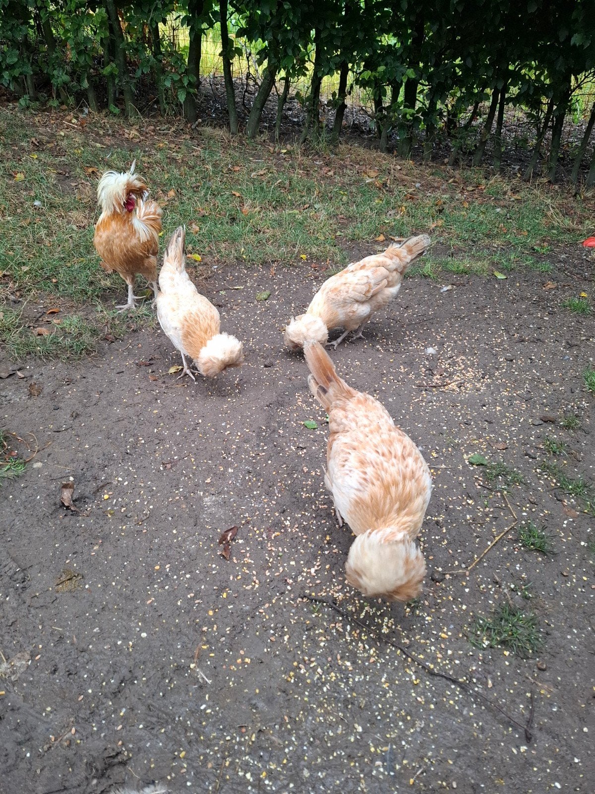 hollandse kuifhoen, Meerdere dieren, Kip