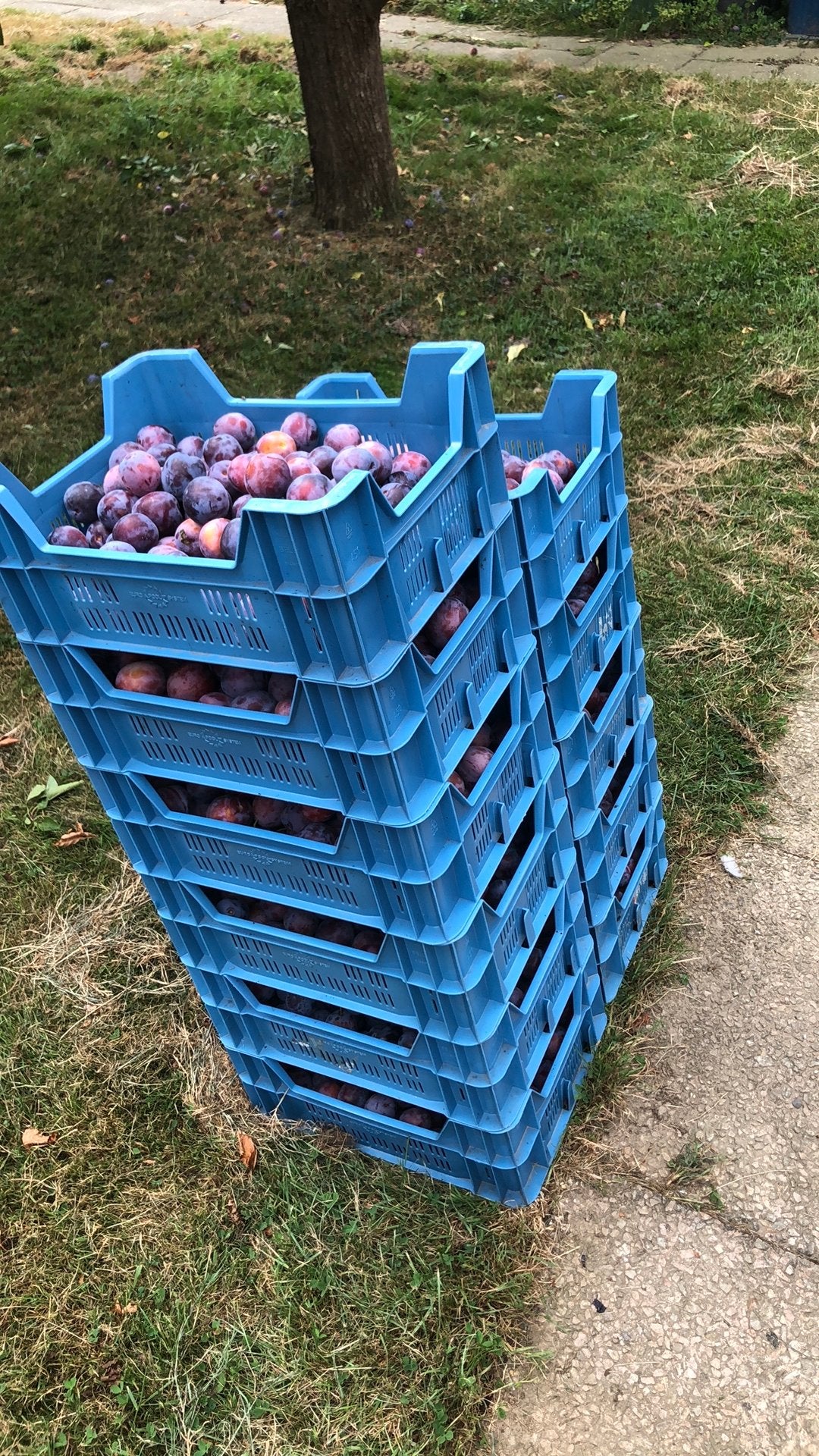 Opaal pruimen tekoop minimaal per 100 kilo, Diversen, Ophalen