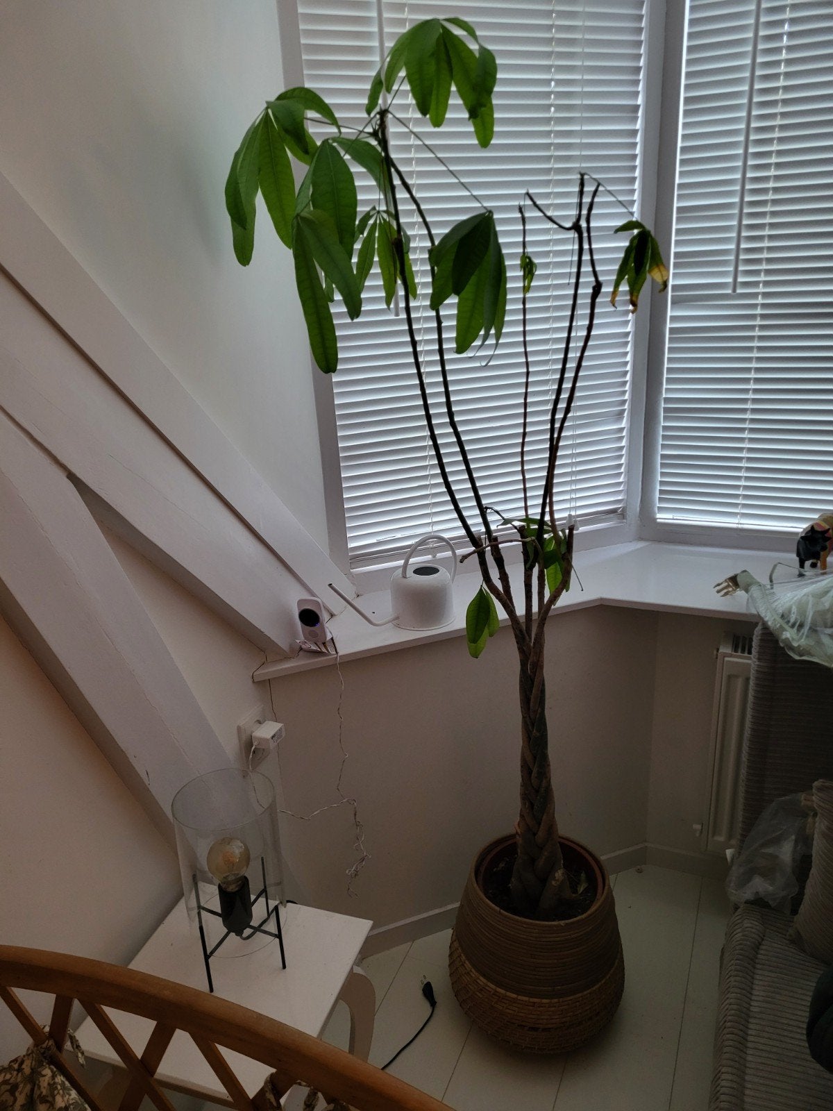 Geldboom (zonder pot), Huis en Inrichting, Ophalen, Halfschaduw, Minder dan 100 cm