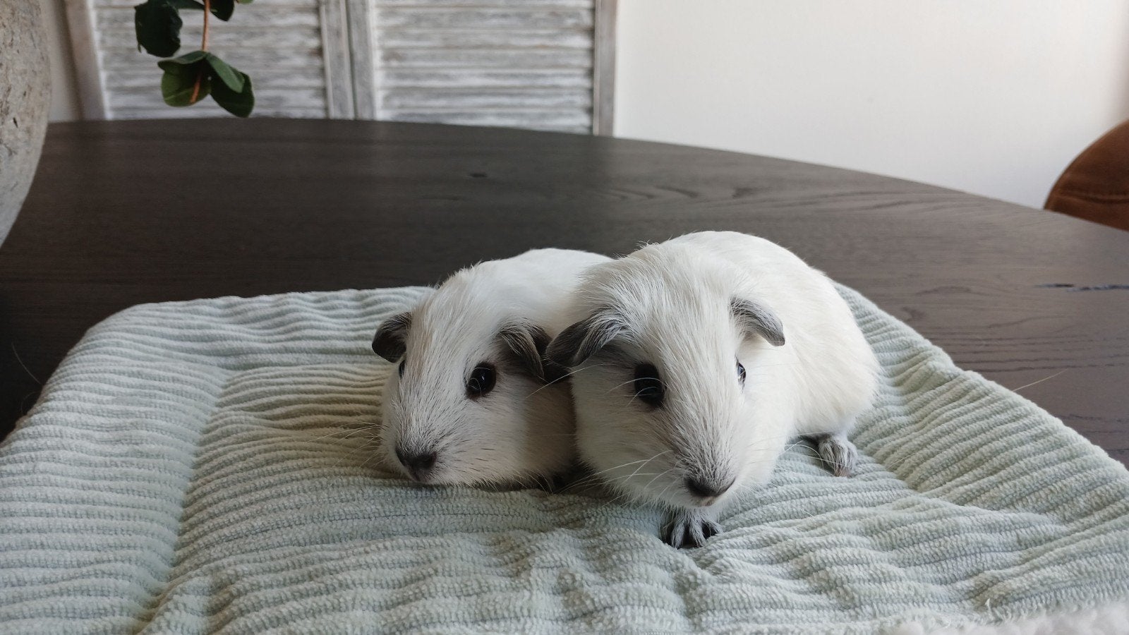 California cavia beertjes, Dieren en Toebehoren, September, Mannelijk, Cavia