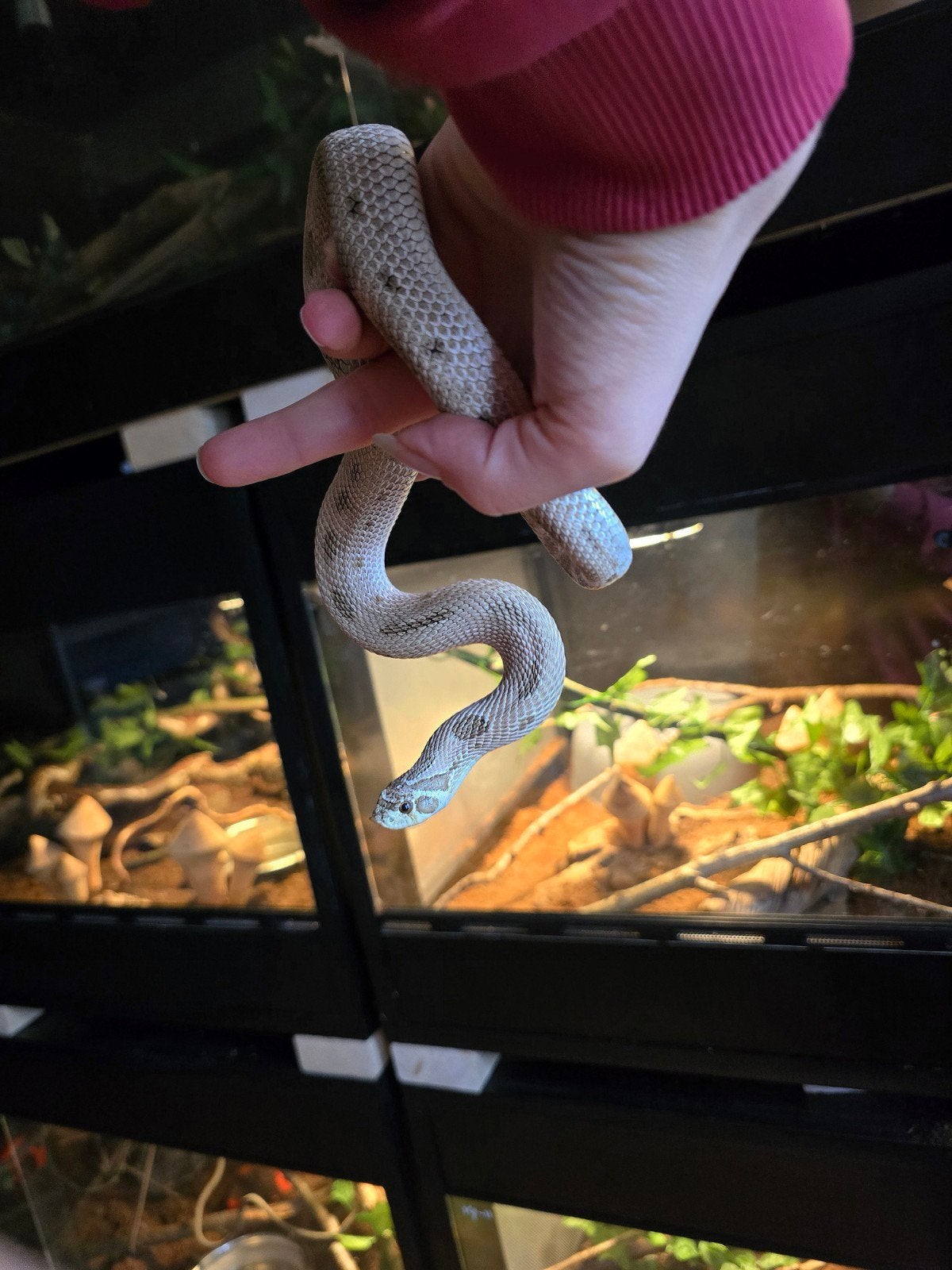 Haakneus Artic Anaconda evt met exoterra bak. Hognose Snake photo 2