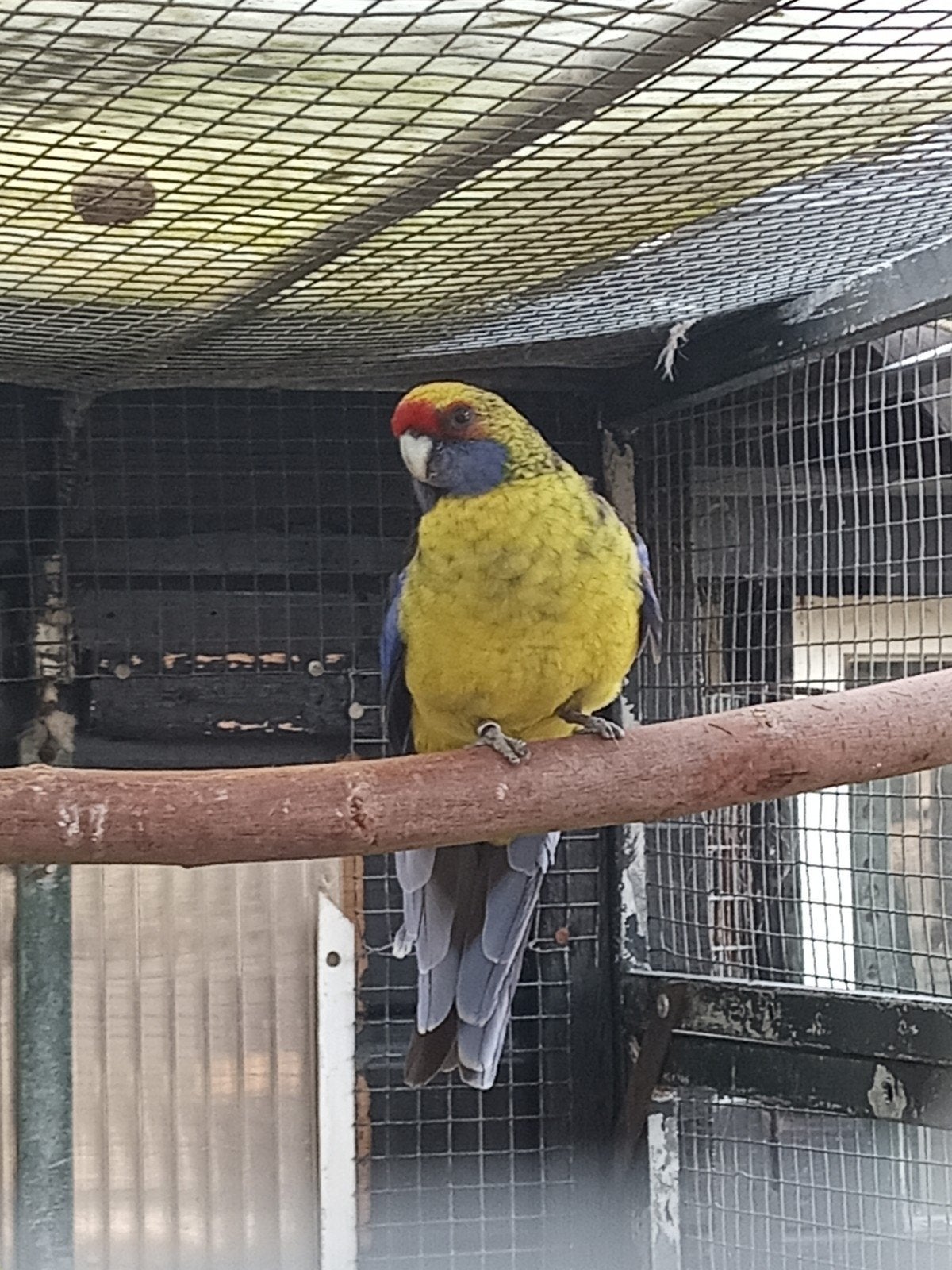 Geelbuik rosella man, Dieren en Toebehoren, Mannelijk, Parkiet