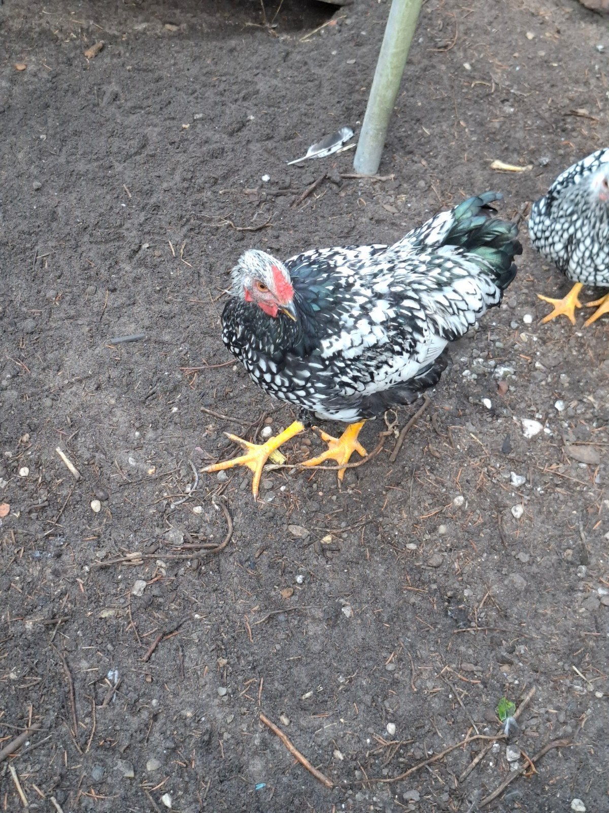 wyandotte, Dieren en Toebehoren, Vrouwelijk, Kip