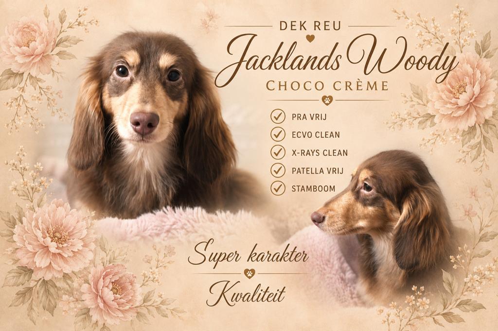 Ter dekking choco and creme teckel reu, 1 tot 2 jaar, Parvo, Eén hond, Nederland
