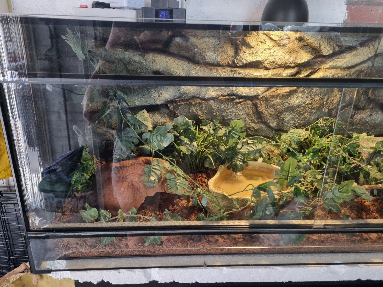 Koningspython (Python regius) + terrarium en toebehoren Ball Python photo 3