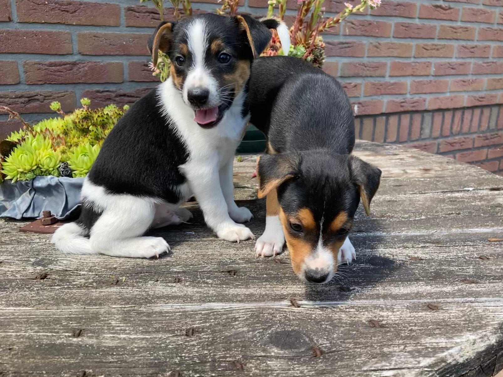 Leuke boerenfoxpups, Parvo, Reu, 8 tot 15 weken, Meerdere