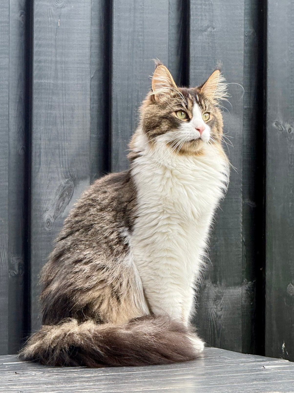 Maine Coon kater, Kater, Gechipt, 0 tot 2 jaar