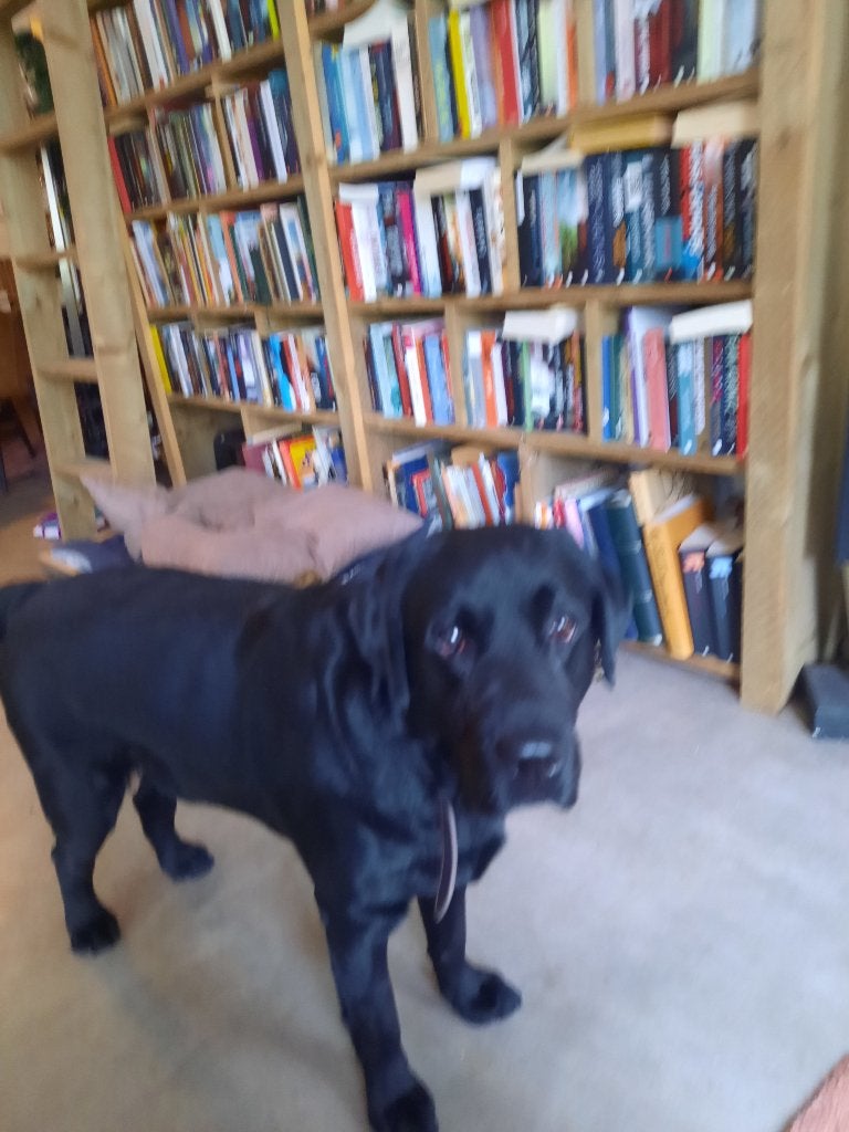 huisd[er, Dieren en Toebehoren, Reu, Labrador retriever, Parvo, Eén hond
