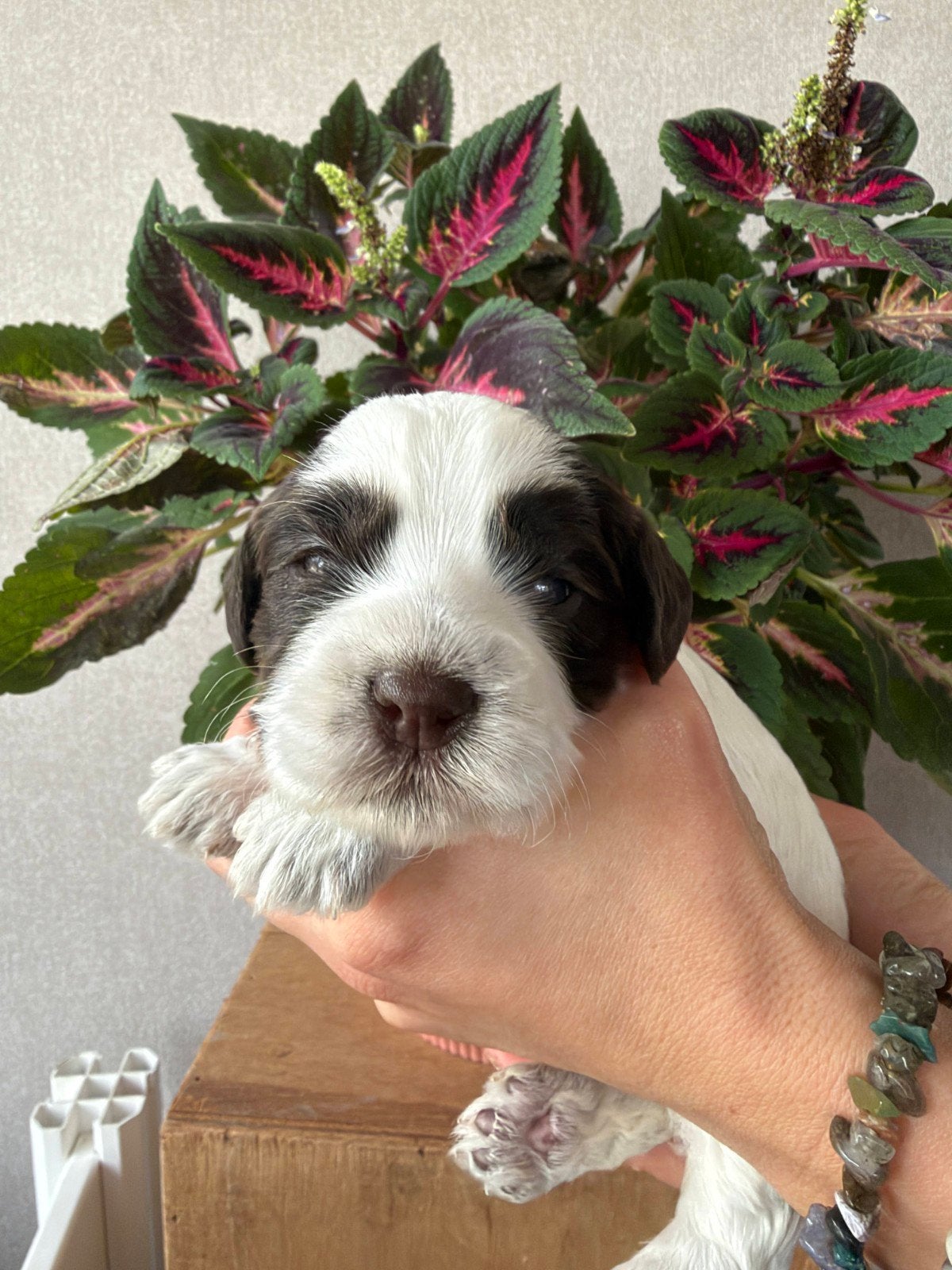 liefste Australian Labradoodle Parti puppy's mini te koop, Overige rassen, CDV (hondenziekte), 8 tot 15 weken, Meerdere