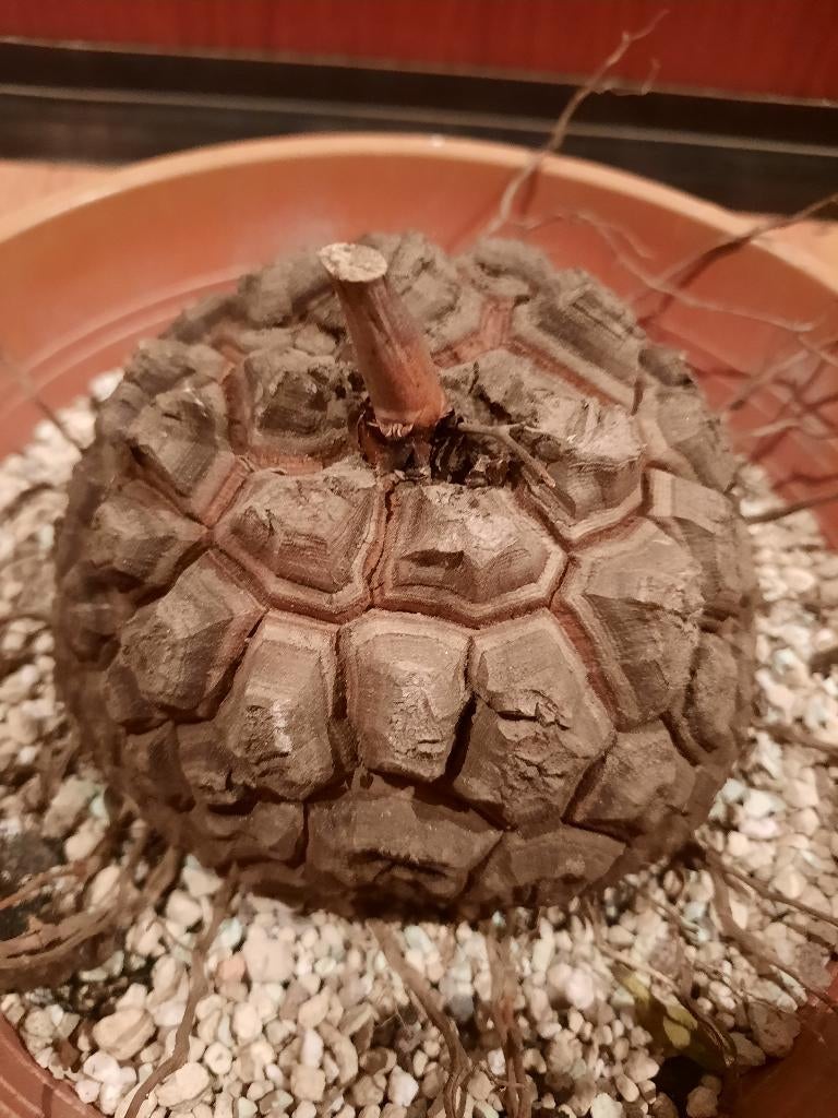 Dioscorea elephantipes 12cm caudex, succulent, plant, Verzenden, Halfschaduw, Minder dan 100 cm
