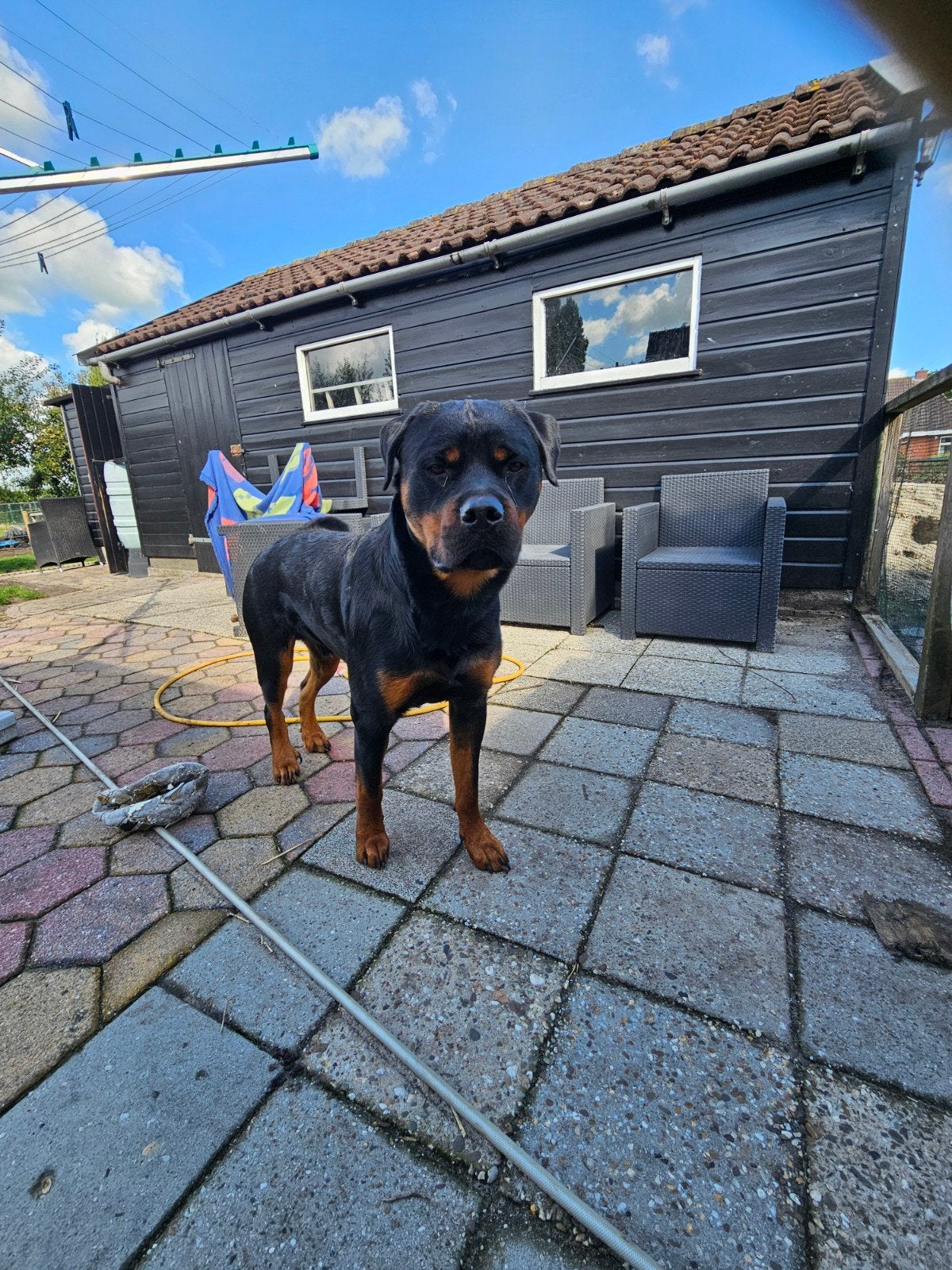 dekreu Rottweiler ter dekking aangeboden, Reu, 1 tot 2 jaar, Eén hond, CDV (hondenziekte)