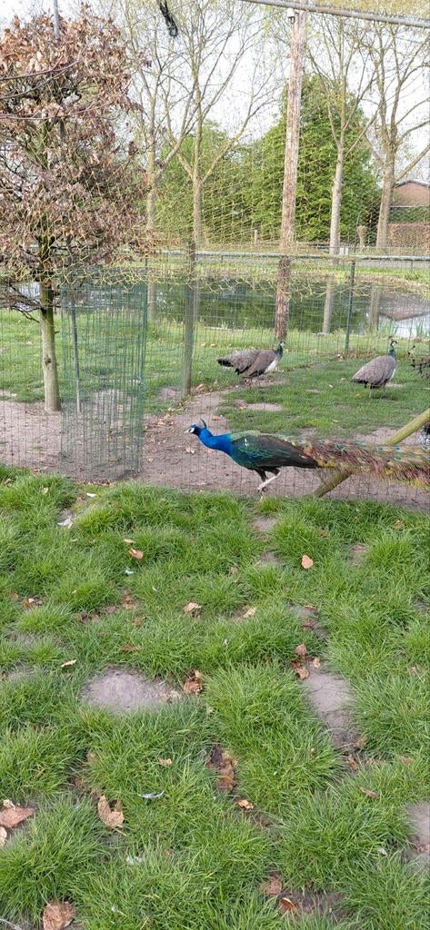 Te koop broedeieren van een zwartvleugel pauwen, Dieren en Toebehoren, Geslacht onbekend, Overige soorten