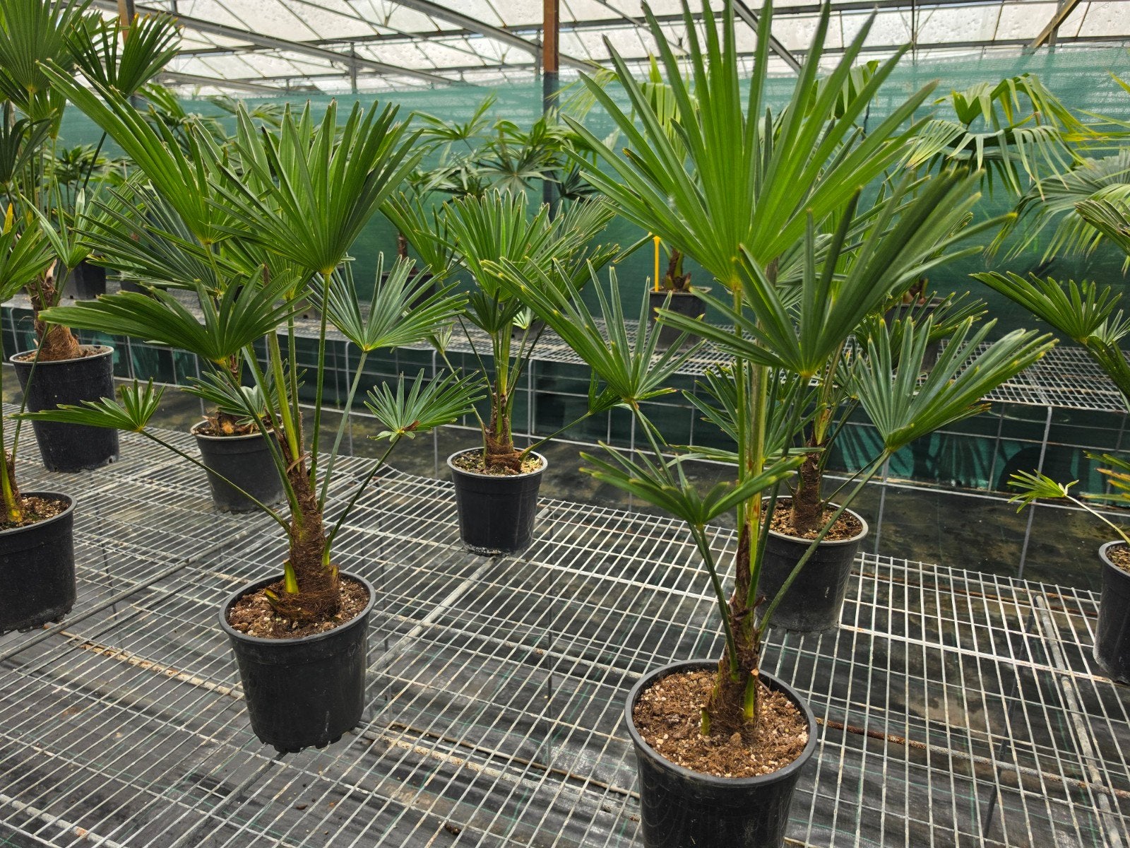 Trachycarpus wagnerianus winterharde palmboom, Tuin en Terras, Planten | Tuinplanten, Ophalen, Overige soorten, Volle zon