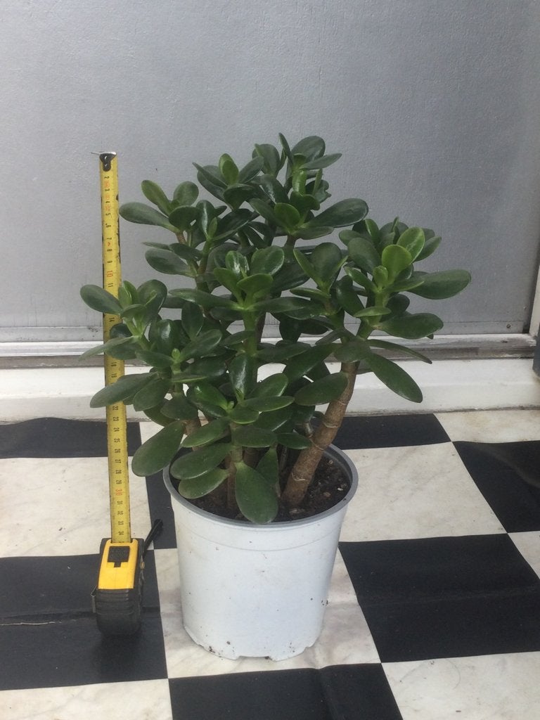 Crassula Ovata, Huis en Inrichting, Kamerplanten, Ophalen, Halfschaduw, Minder dan 100 cm