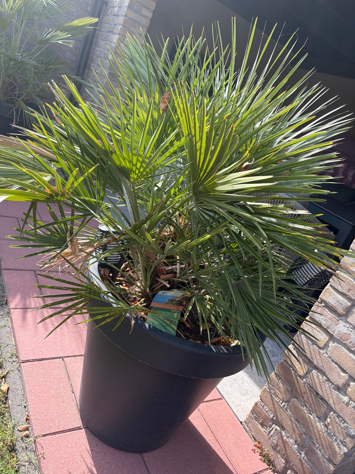 Chamaerops Humilis - Winterharde Dwergpalm in Pot, Volle zon, Vaste plant, Bloeit niet, Ophalen