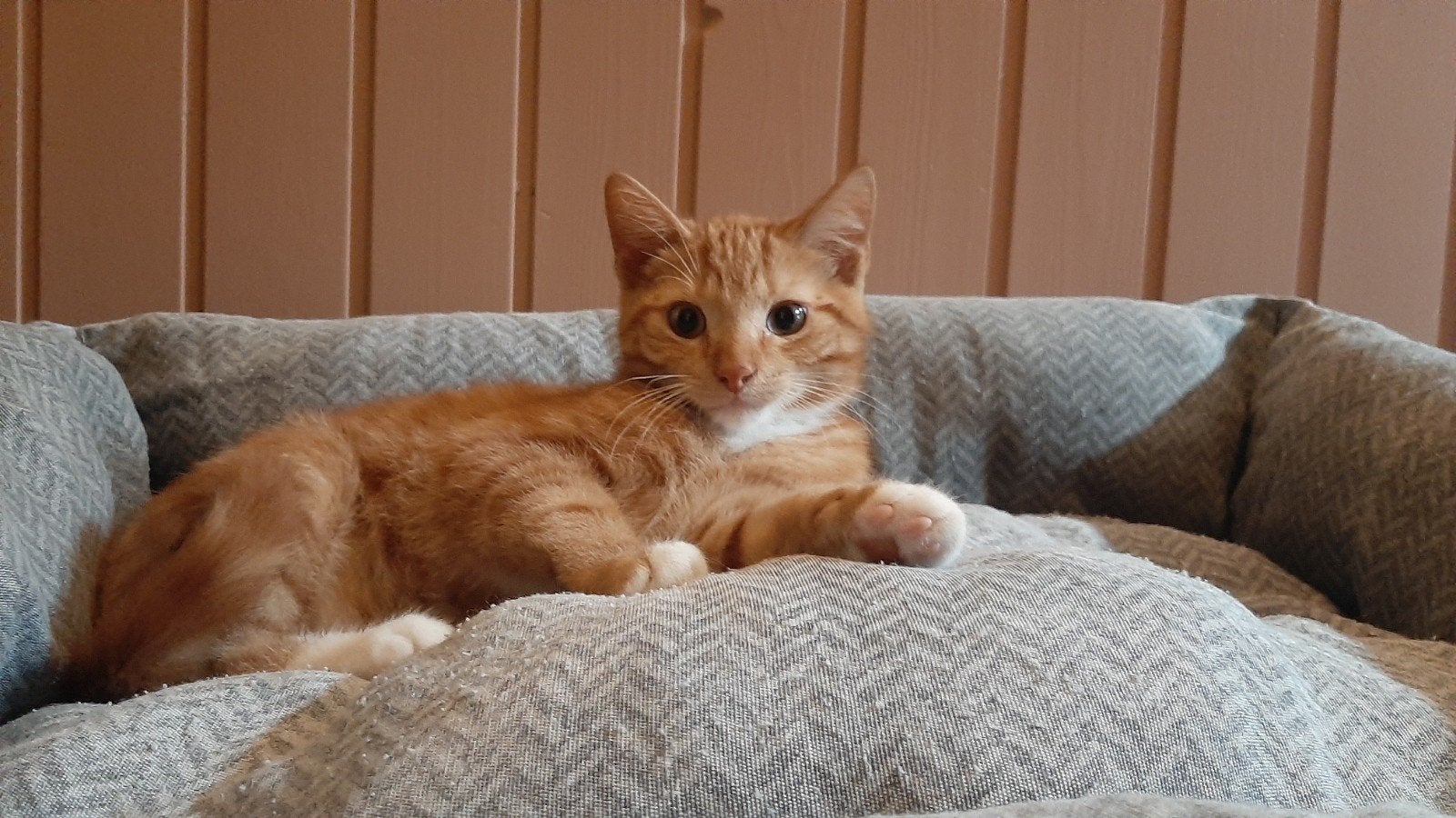 Prachtig rood kitten (katertje), Dieren en Toebehoren, Katten en Kittens | Raskatten | Korthaar, Kater, Ontwormd