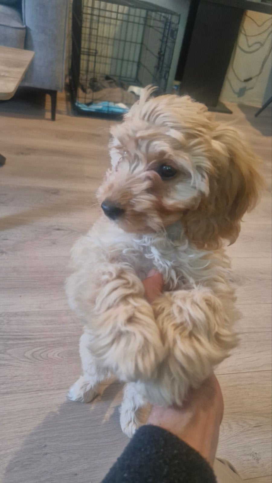super lieve cockapoo pup, 8 tot 15 weken, Teef, Eén hond, Klein