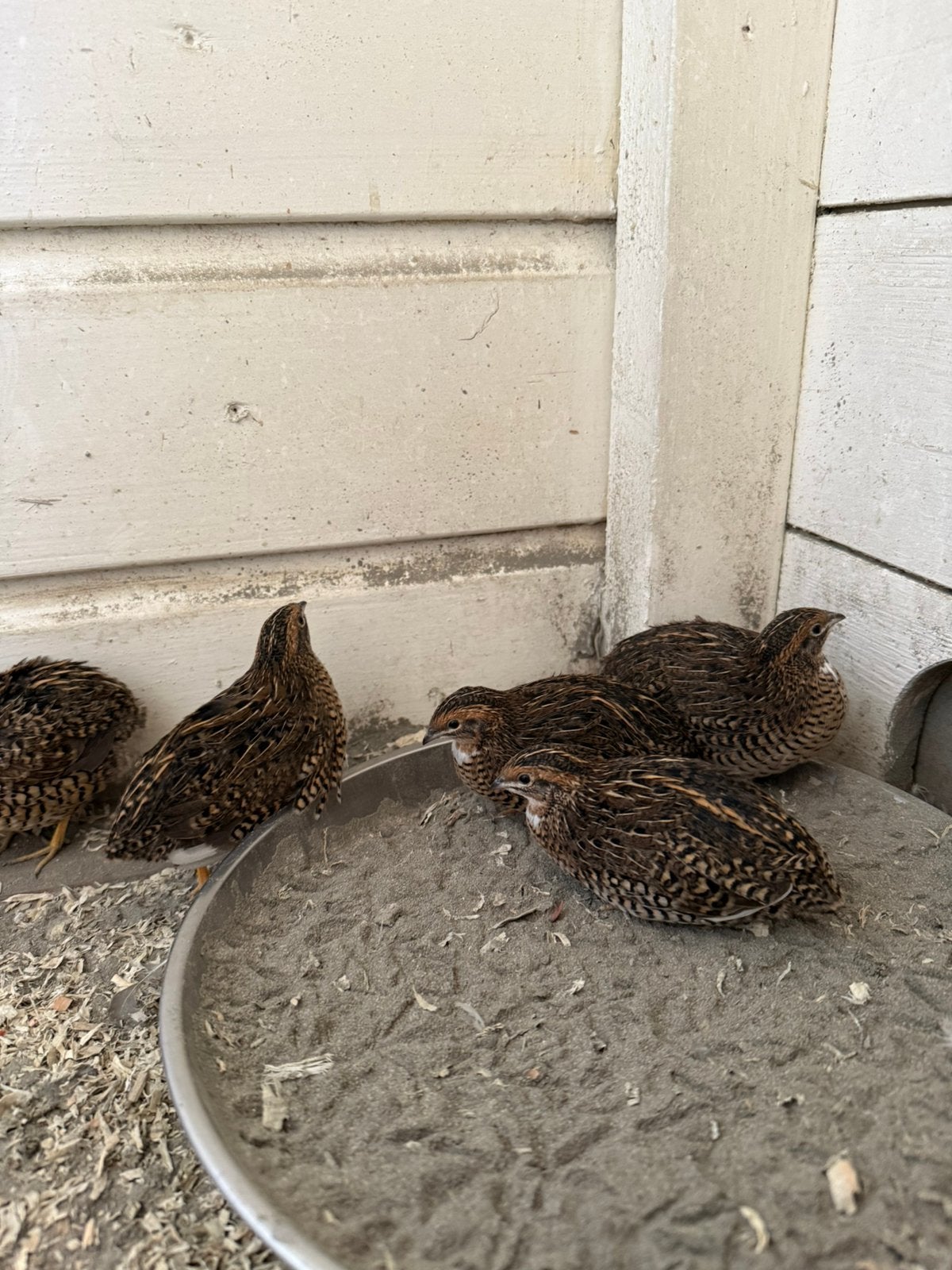 9x chinese dwergkwartels, Dieren en Toebehoren, Vogels | Overige Vogels, Meerdere dieren