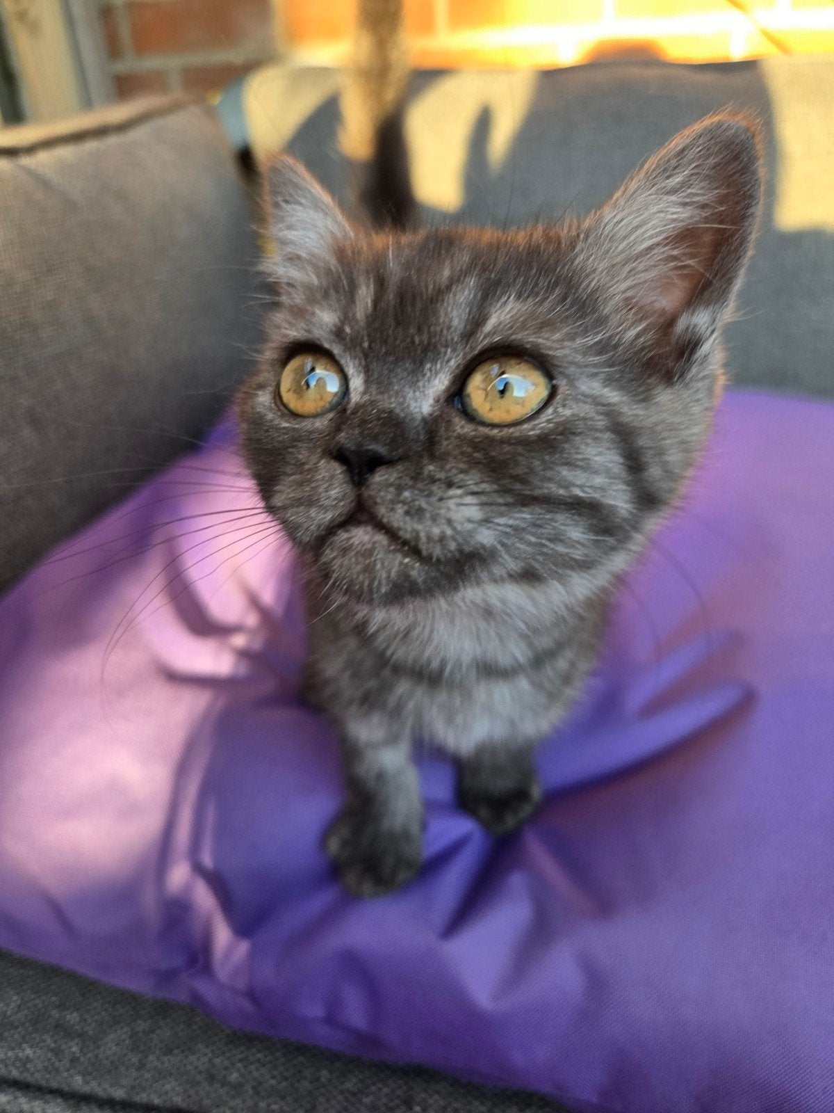 ZOMERKORTING Britse korthaar poesje 13 weken, Poes, Ontwormd