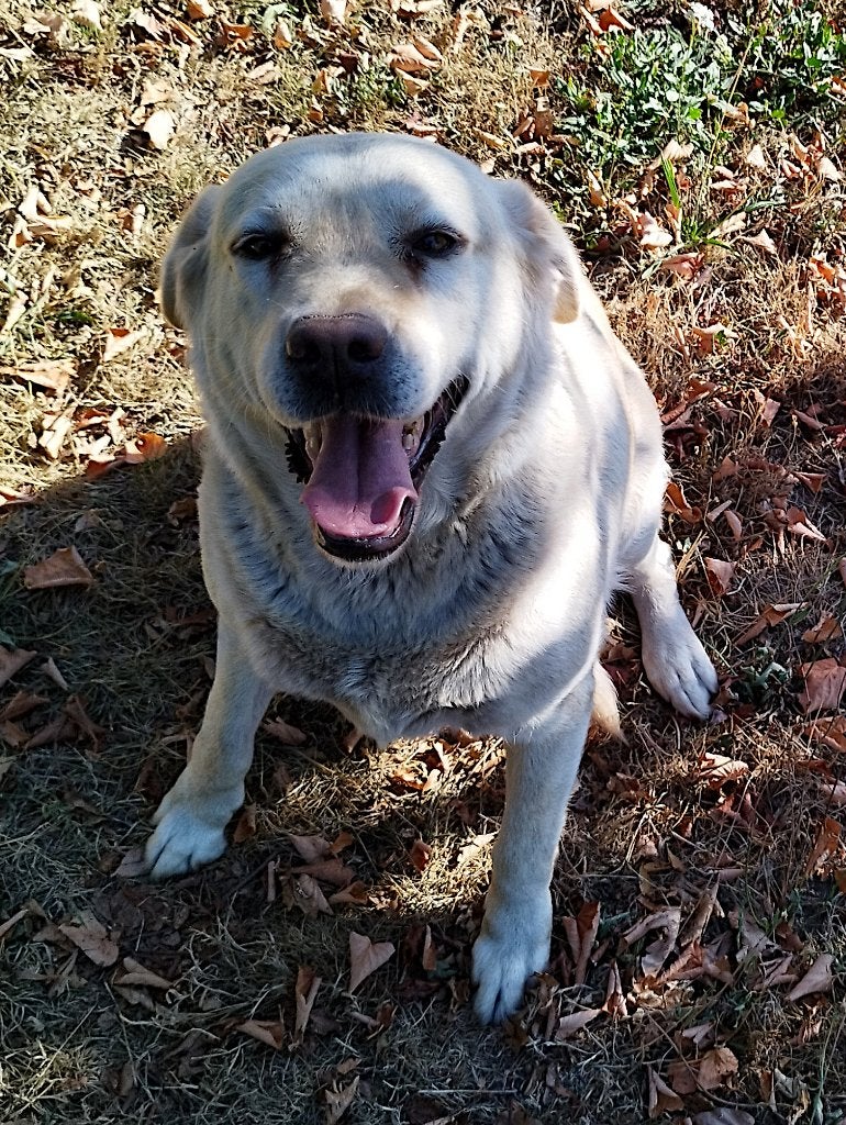 rustige blonde labrador teef van 2019, Dieren en Toebehoren, Honden | Retrievers, Spaniëls en Waterhonden, 6 jaar of ouder, België