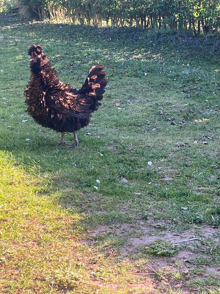 Poolse kuifhoen Australorp zwart bruin Sier- leghennen, Vrouwelijk, Kip