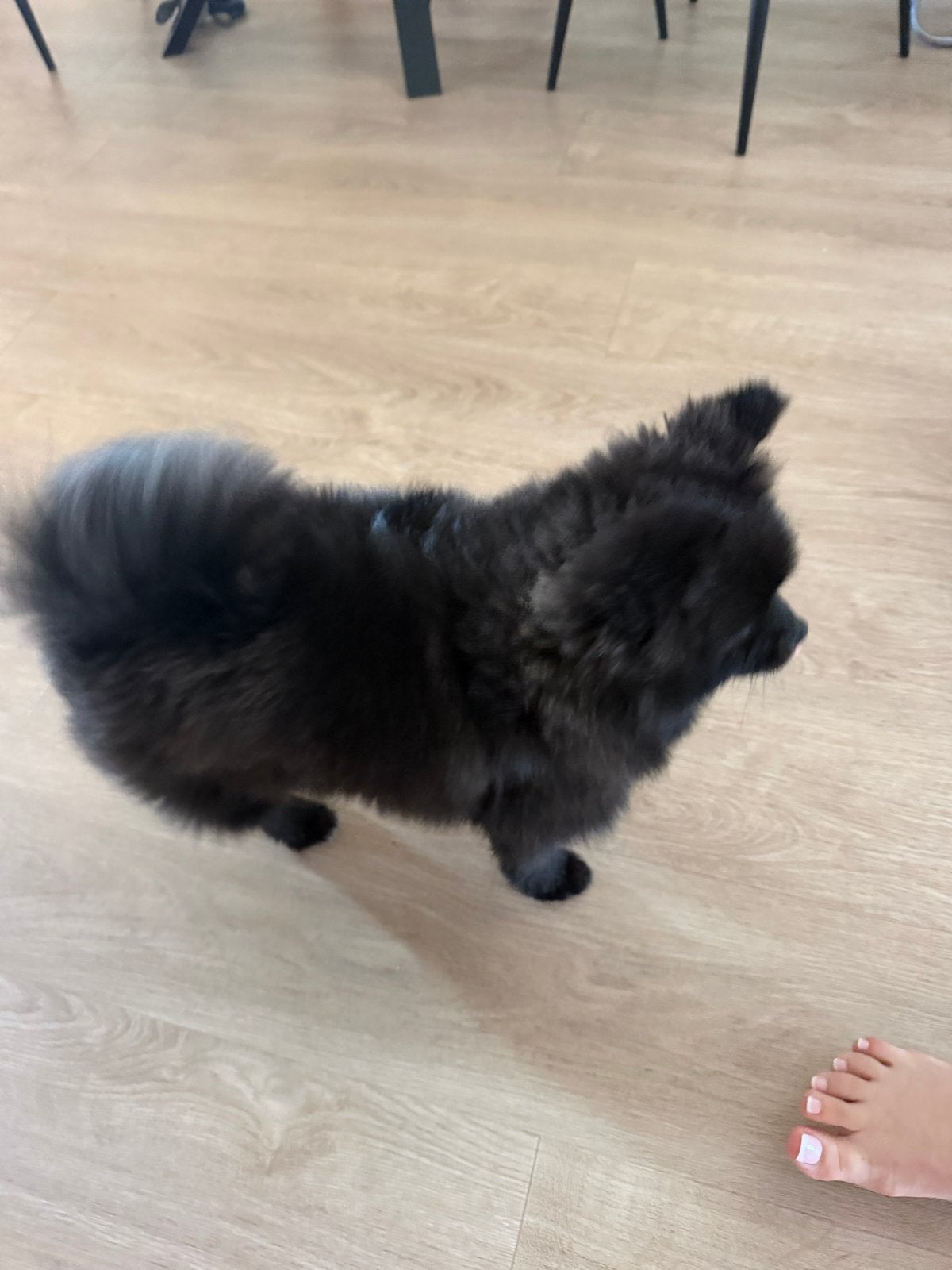 Pomeriaan, Dieren en Toebehoren, Reu, Eén hond, Klein, Nederland