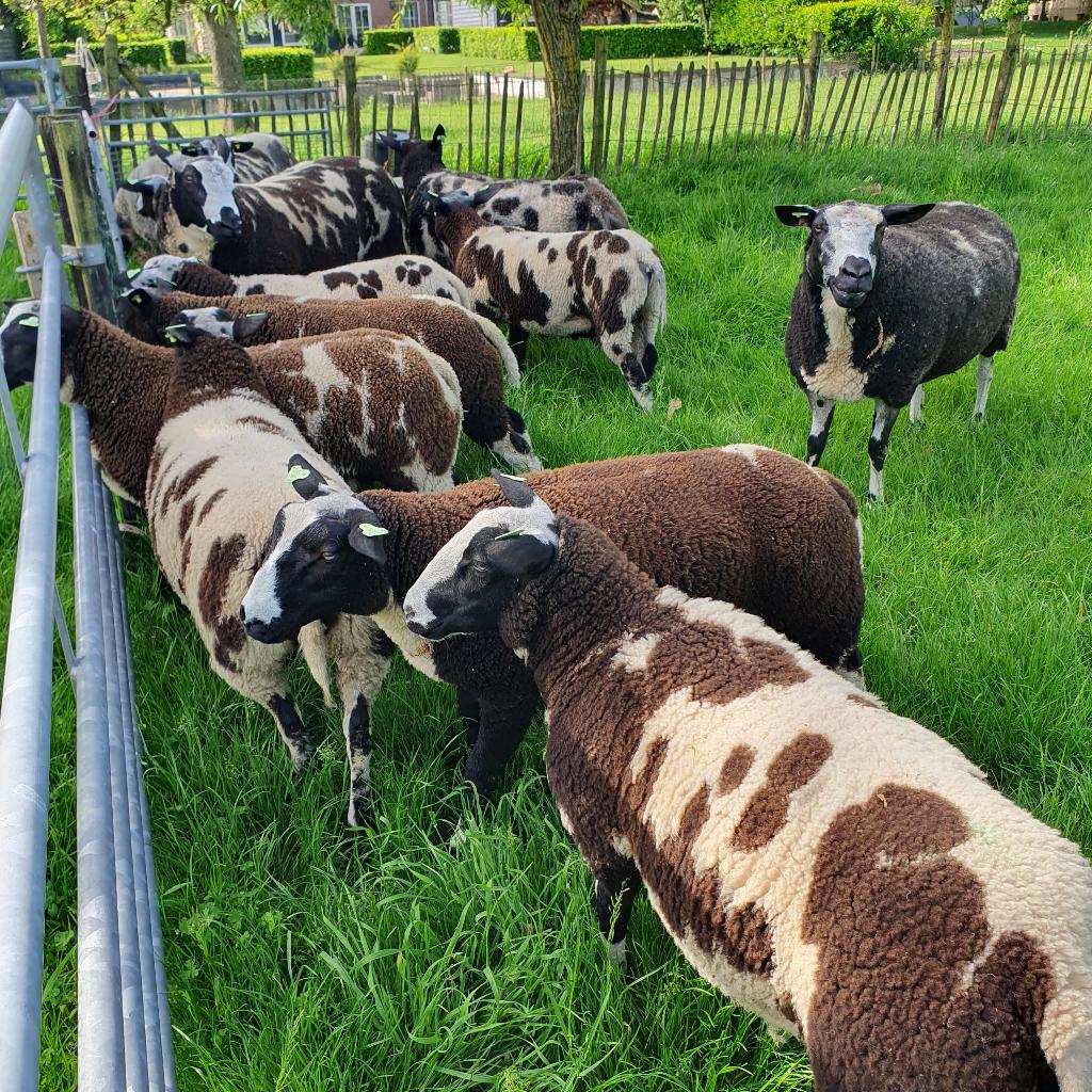 Bonte stamboekrammen, Dieren en Toebehoren, Meerdere dieren, Schaap, 0 tot 2 jaar