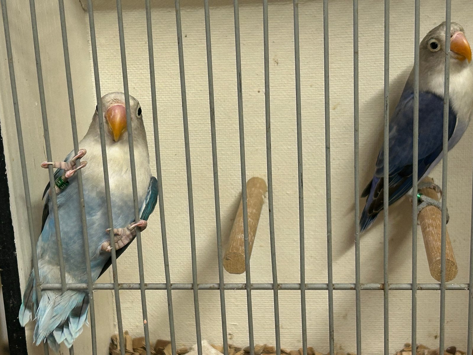 Jonge Agaporniden, Geslacht onbekend, Dwergpapegaai of Agapornis, Geringd