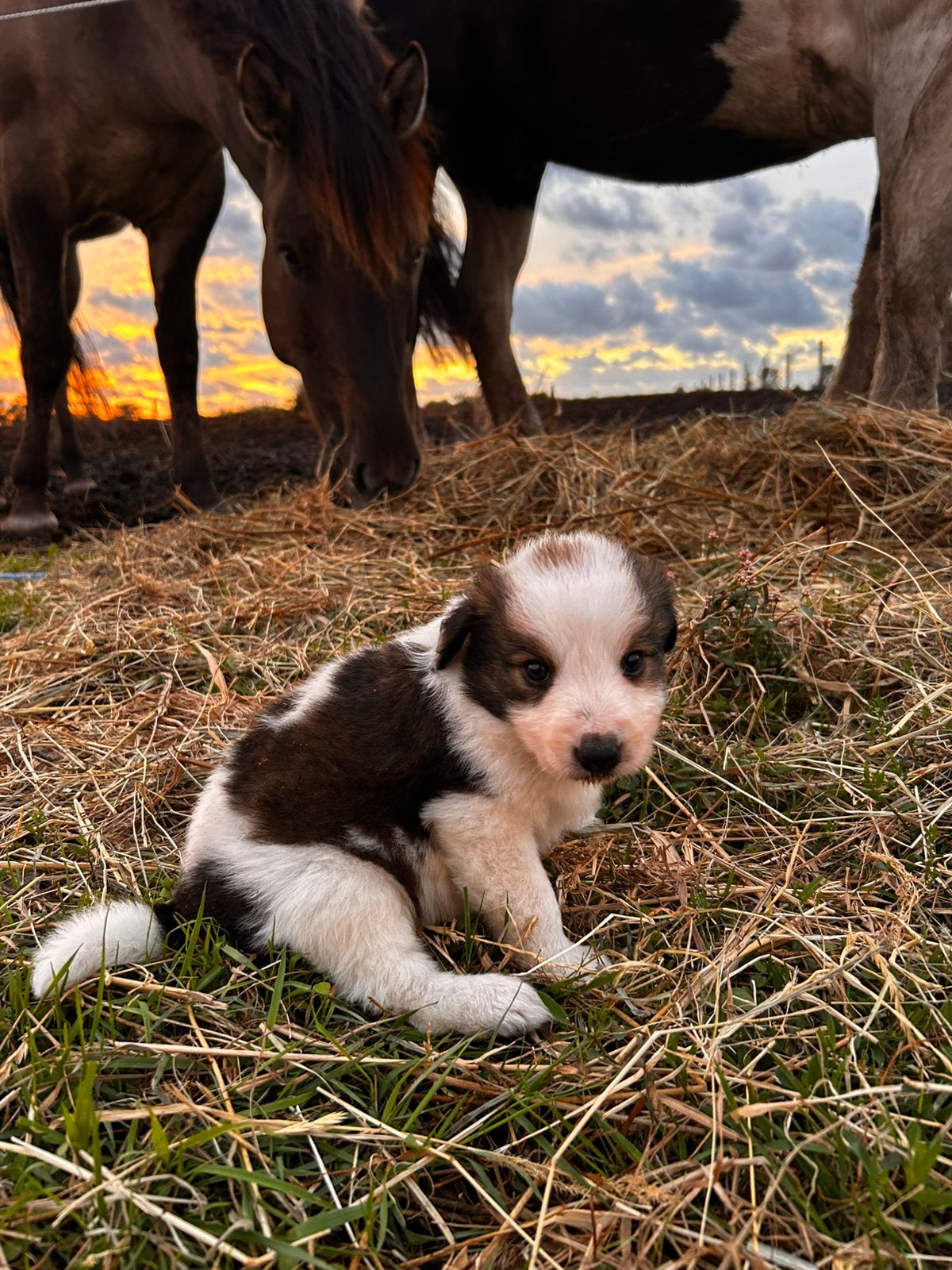 Mooi border collie pups, Parvo, 8 tot 15 weken, Collie, Meerdere