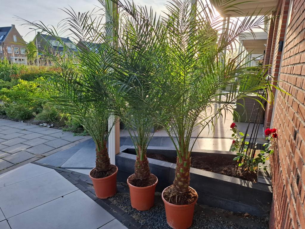 Phoenix Palm – 160 cm | Nu €65, Tuin en Terras, Planten | Bomen, Ophalen of Verzenden, 100 tot 250 cm, Zomer, Palmboom