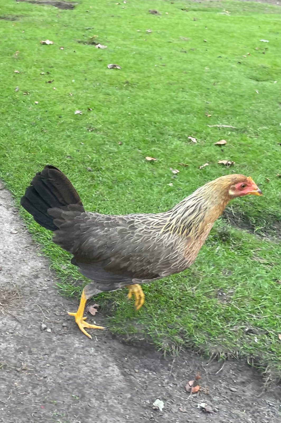 Leghorn patrijs & leghorn zilverpatrijs, Dieren en Toebehoren, Meerdere dieren, Kip