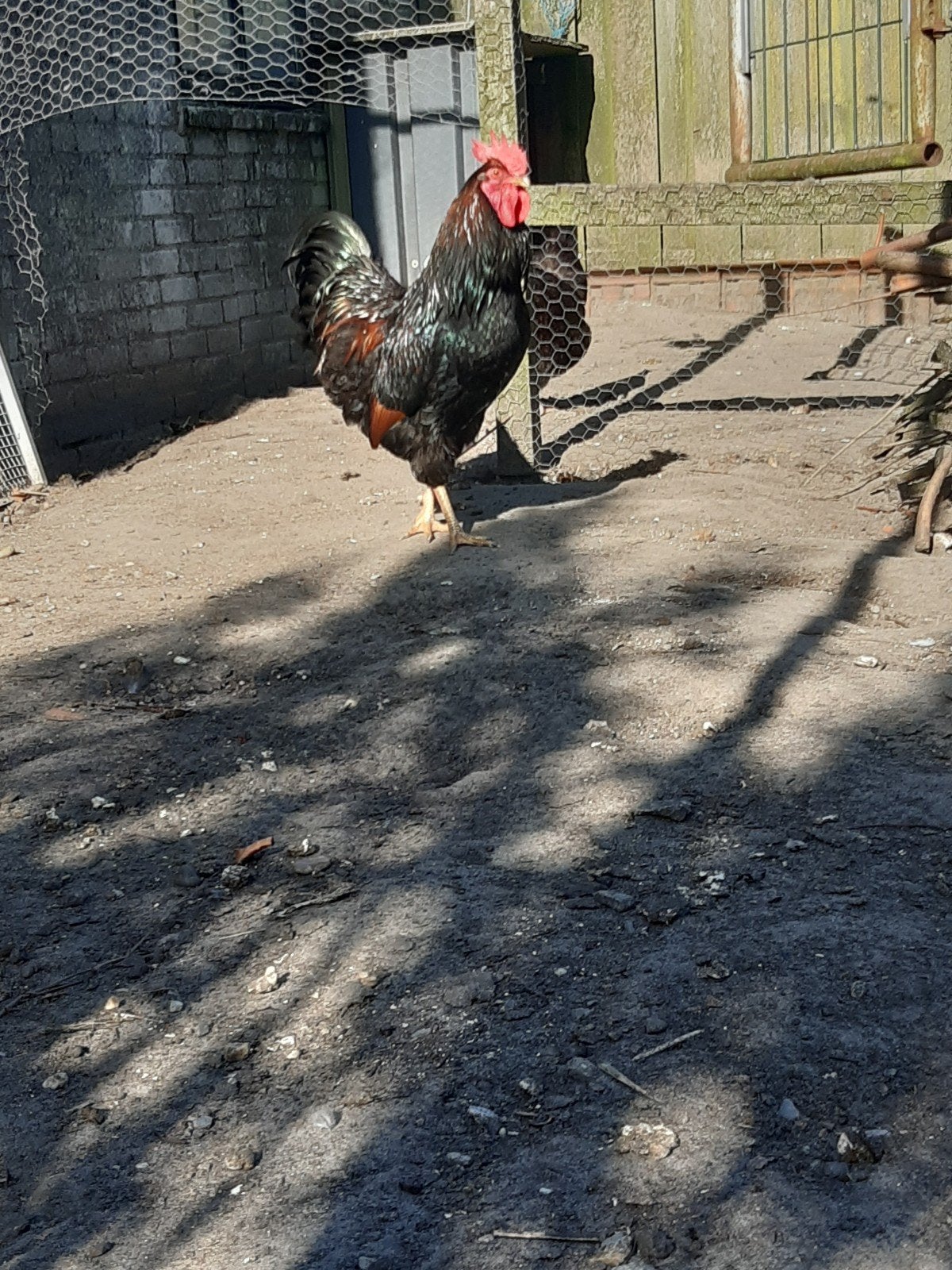 Broedeieren van Barnevelder dubbelgezoomde goud-zwart., Dieren en Toebehoren, Pluimvee