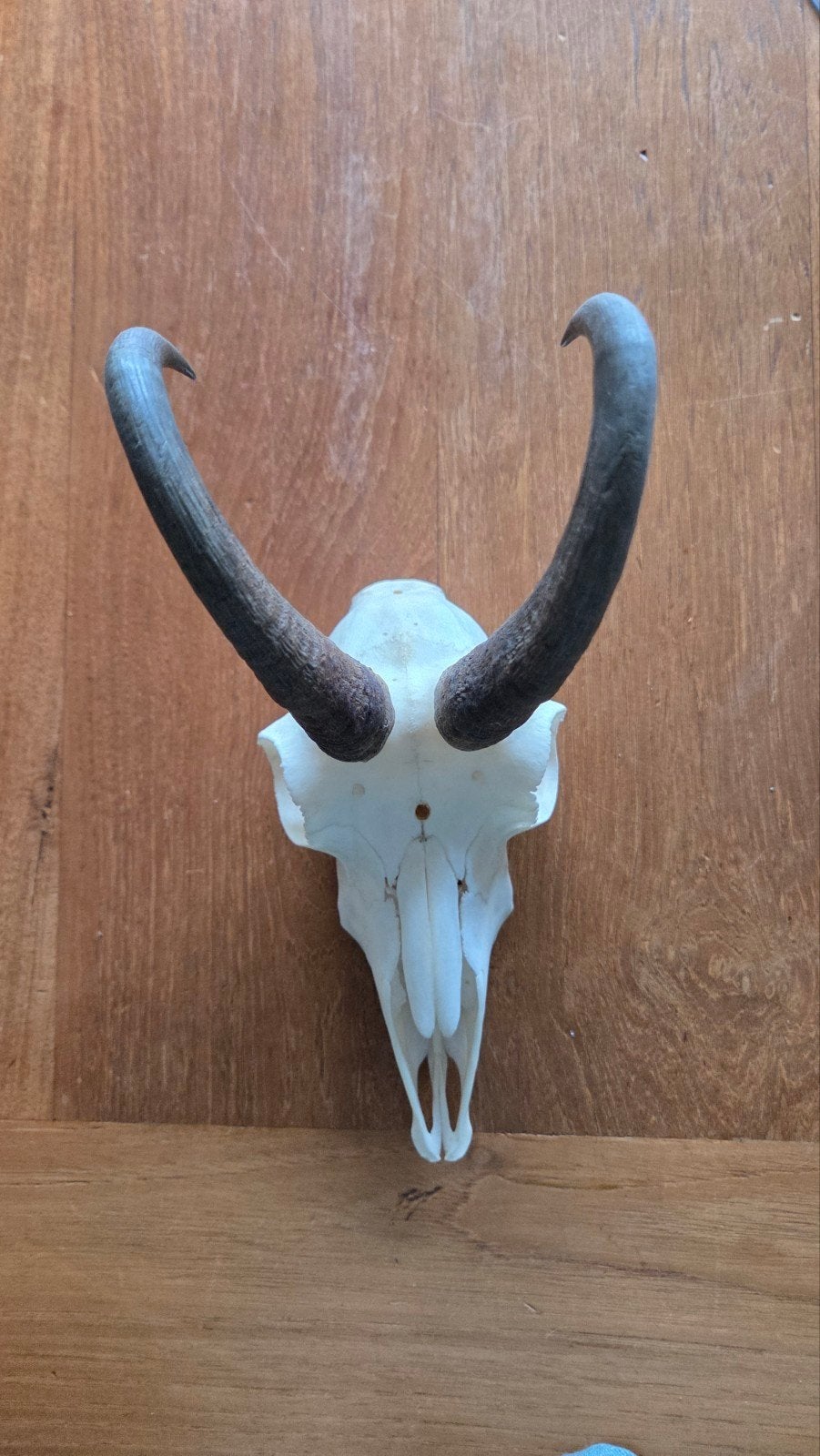 Schedel met hoorns - Wild dier, Ophalen, Gebruikt, Wild dier, Schedel