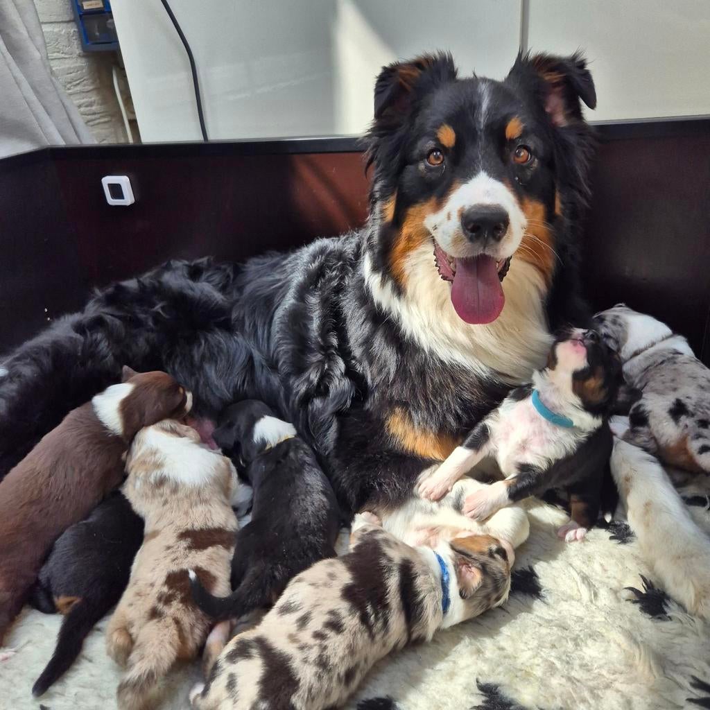 Australian shepherd pups geboren, nog reutjes beschikbaar., 8 tot 15 weken, Parvo, Meerdere, Meerdere dieren