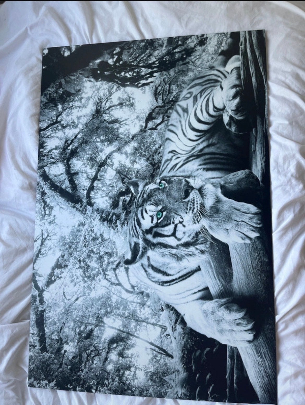 Tijger poster met groene ogen - Zwart-wit, Minder dan 50 cm, Ophalen of Verzenden, Zo goed als nieuw, Foto of Poster