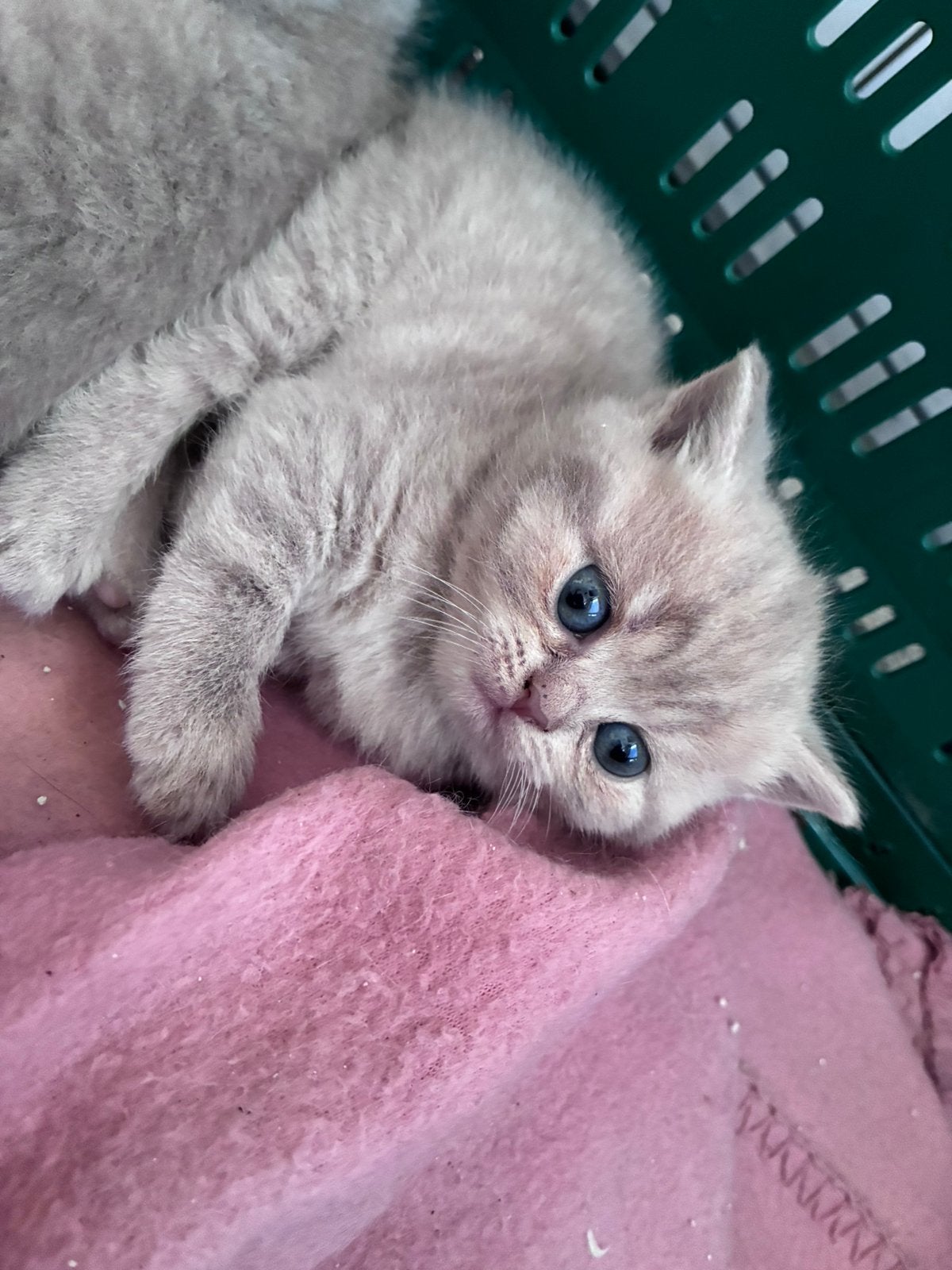 5 schattige britse korthaar kittens te koop!, Meerdere dieren