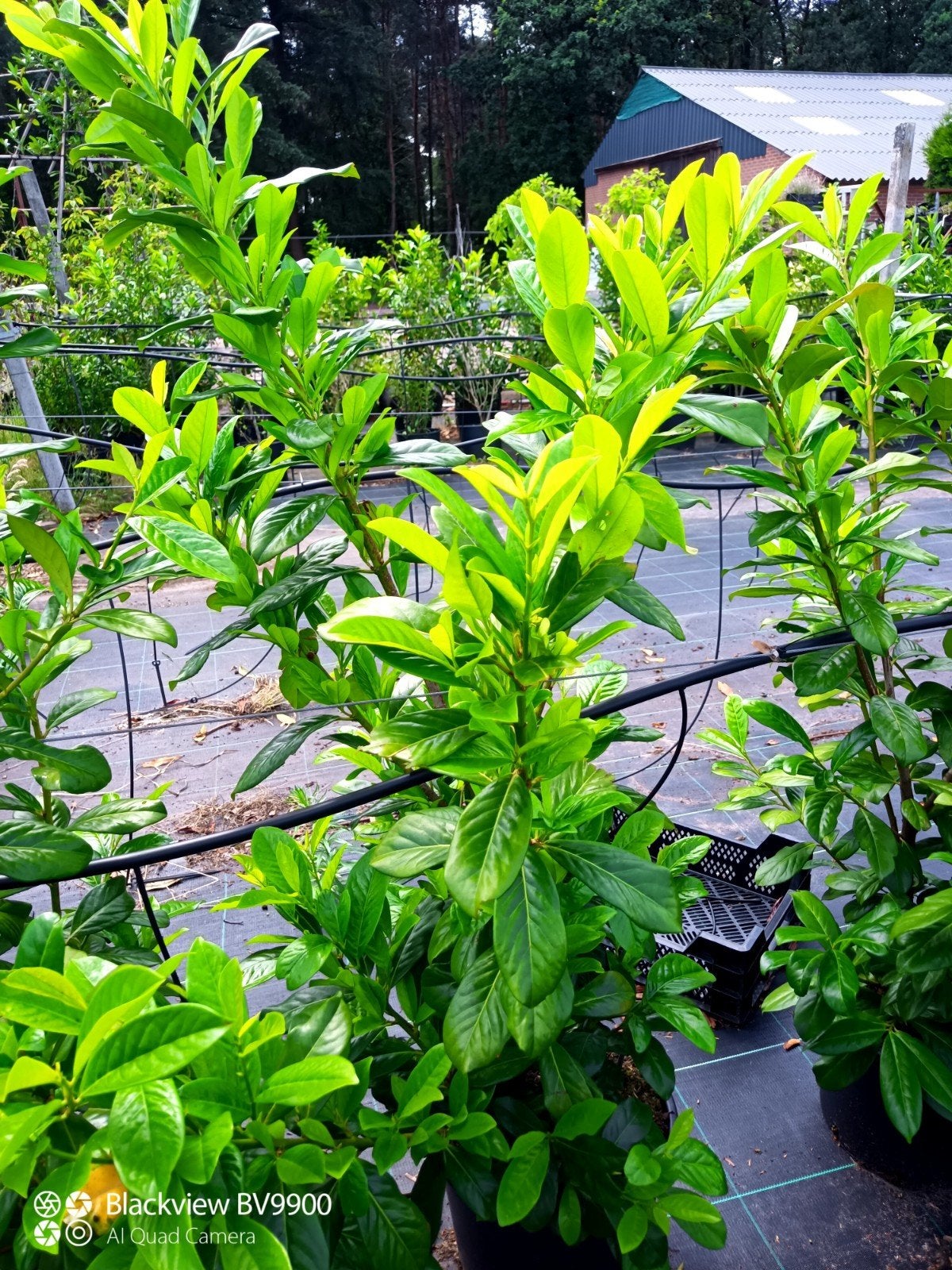 50 laurier struiken Prunus novita +-125cm haag plant struik, Ophalen of Verzenden, Laurier, Struik, 100 tot 250 cm