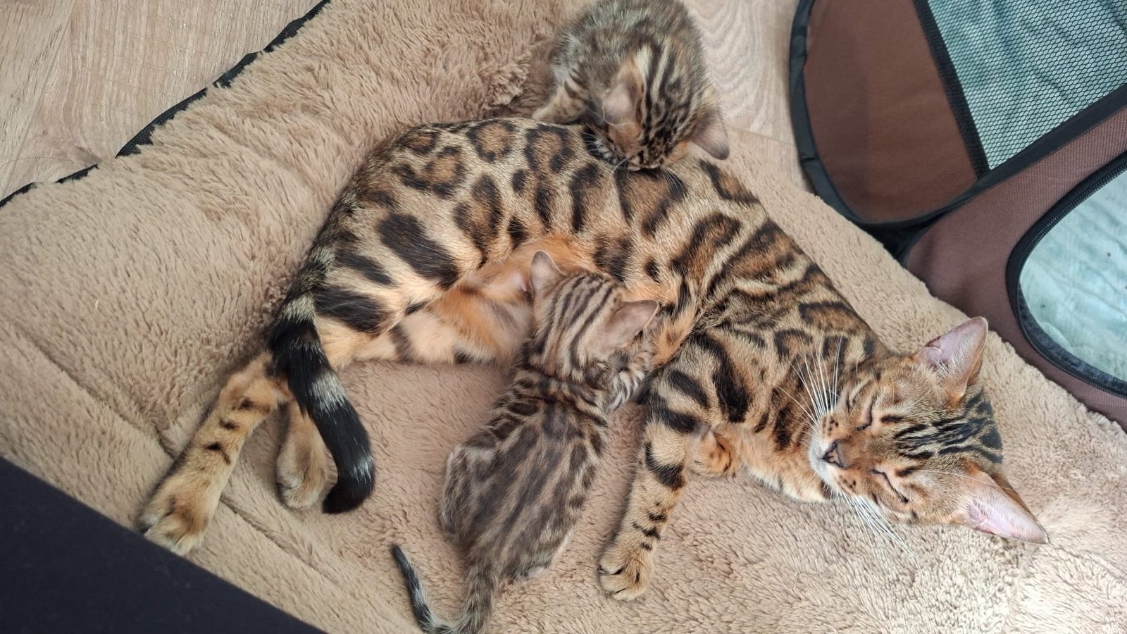 Prachtige Bengaalkittens met stamboom, Dieren en Toebehoren, Katten en Kittens | Overige Katten, Meerdere dieren, Kortharig, 0 tot 2 jaar