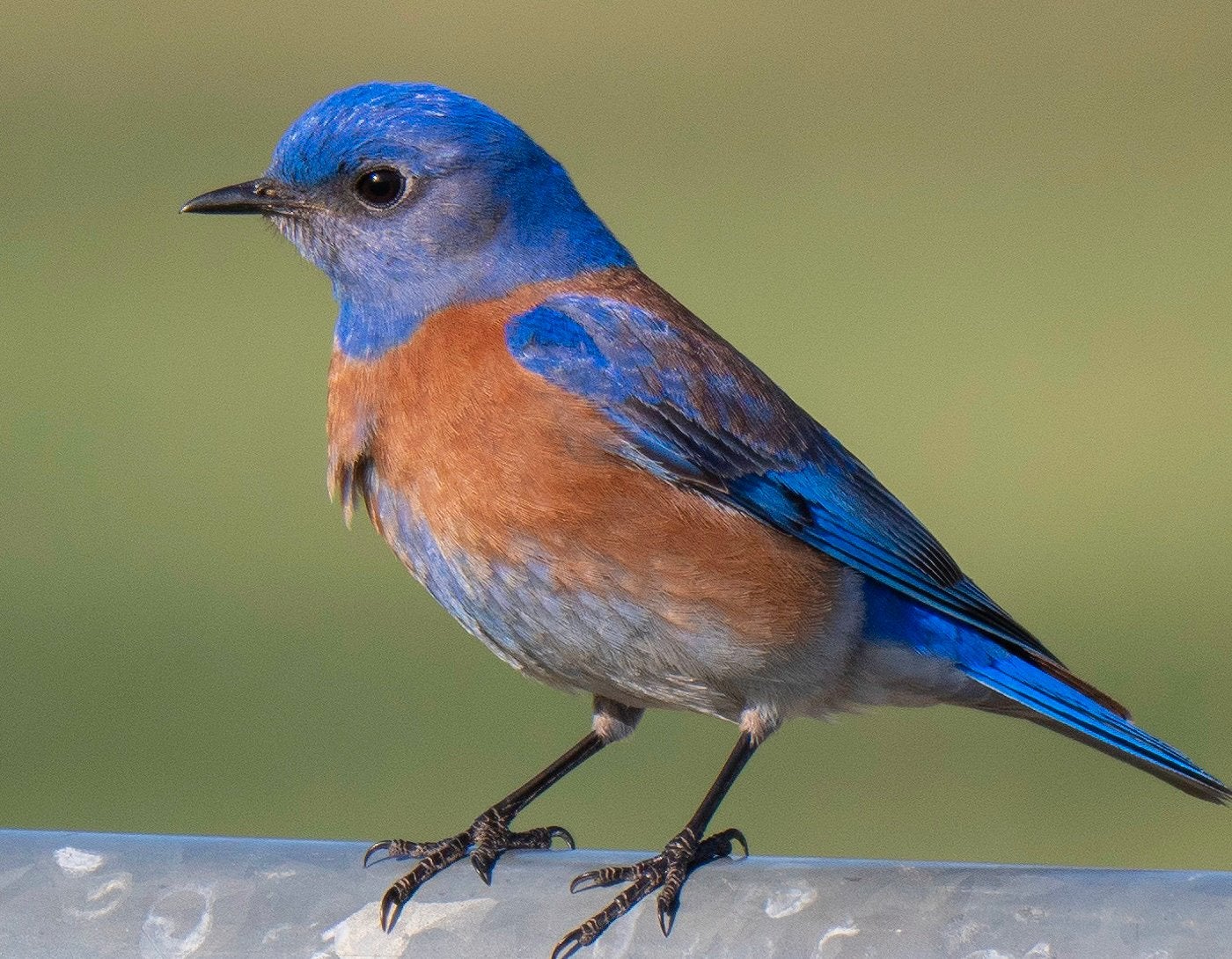 Man sialia mexicana, Dieren en Toebehoren, Mannelijk, Geringd
