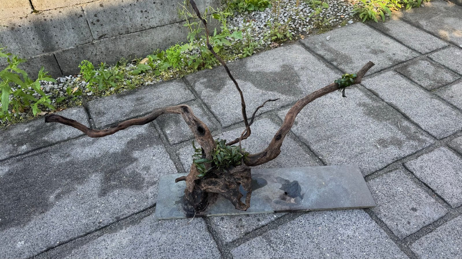 Aquarium hout, Ophalen, Plant(en), Steen of Hout
