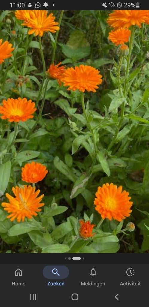Goudsbloem, Tuin en Terras, Planten | Tuinplanten, Eenjarig, Overige soorten, Volle zon, Zomer, Ophalen of Verzenden