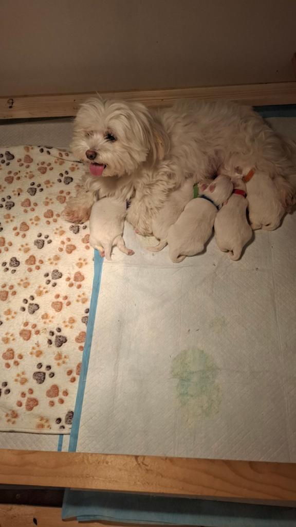 Te Koop witte Maltezer pups, Dieren en Toebehoren, Honden | Chihuahua's en Gezelschapshonden, Maltezer, 8 tot 15 weken, Parvo