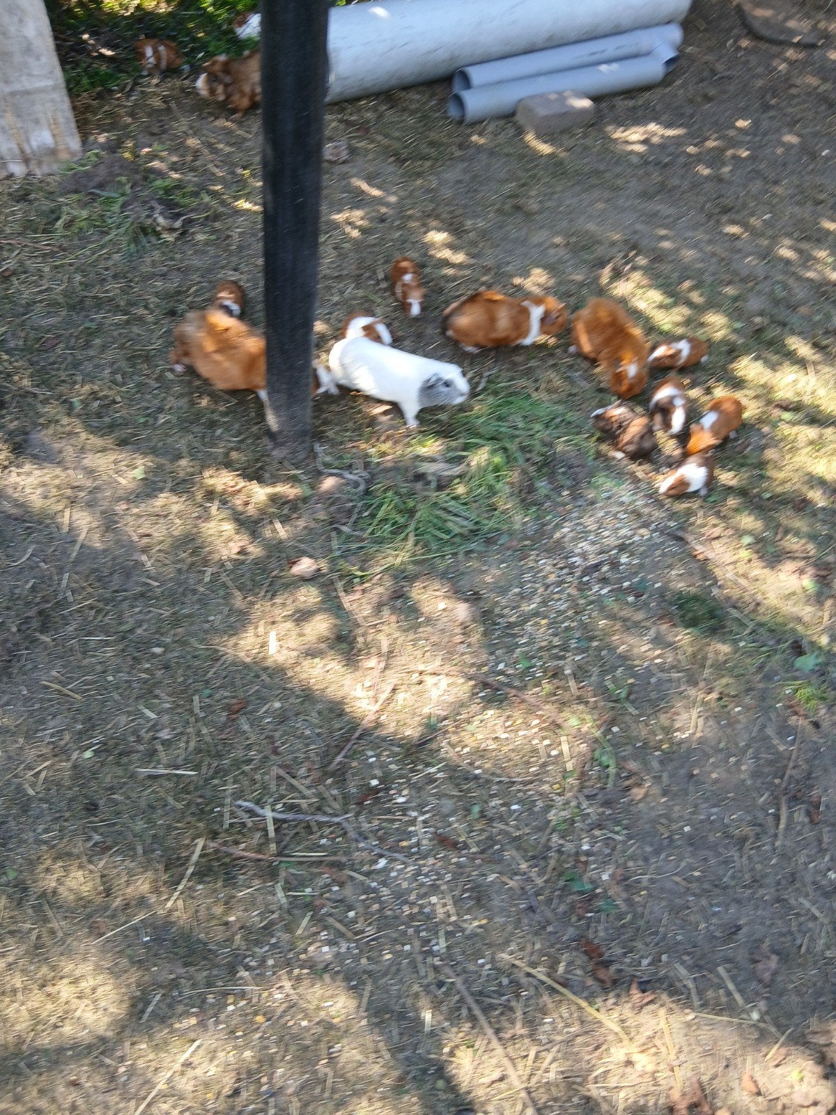 jonge cavia 's, Dieren en Toebehoren, Cavia, Meerdere dieren, Tam, September