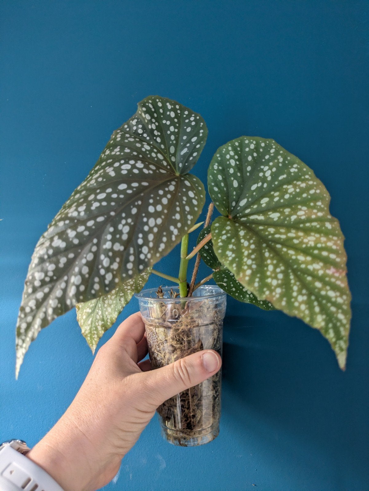 Begonia Corallina kamerplant, Huis en Inrichting, Kamerplanten, Verzenden, Halfschaduw, Minder dan 100 cm