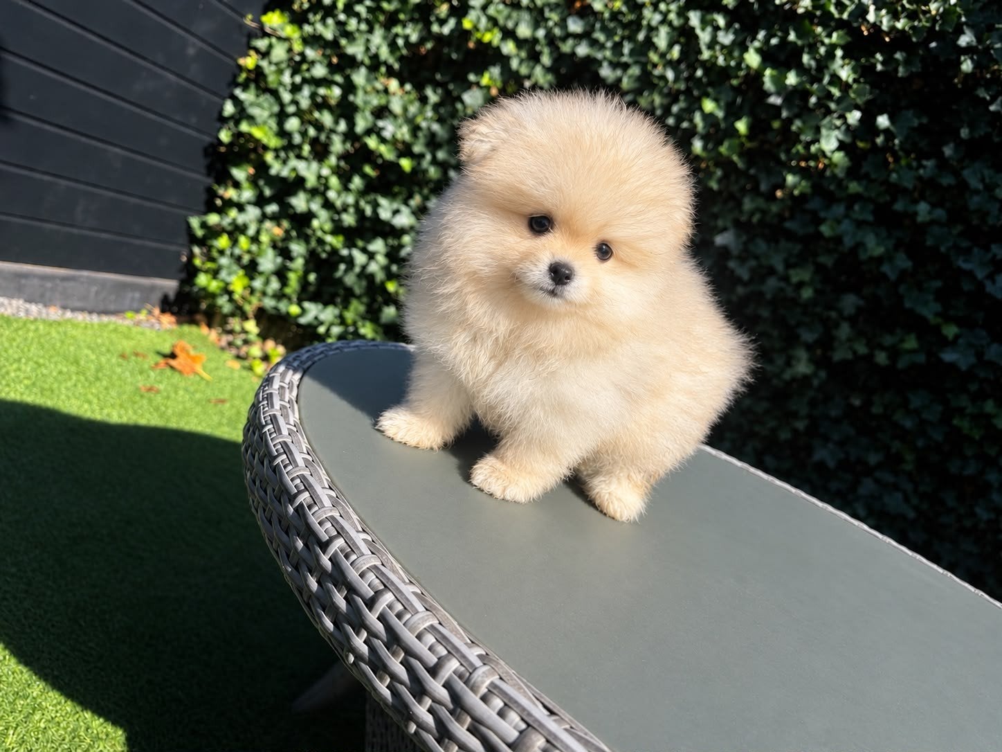 pomeriaan pups teef en reu, Dieren en Toebehoren, Particulier, 15 weken tot 1 jaar, Buitenland, Meerdere