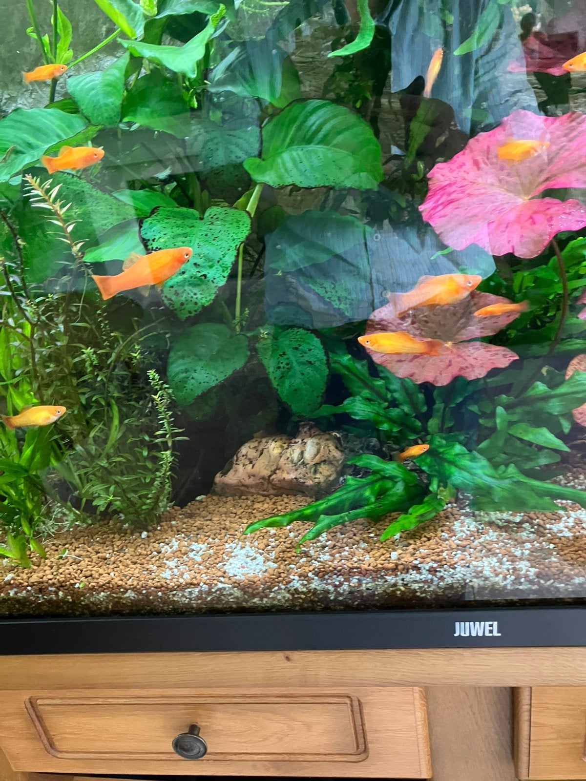 Zwaarddragers fel oranje trio, Dieren en Toebehoren