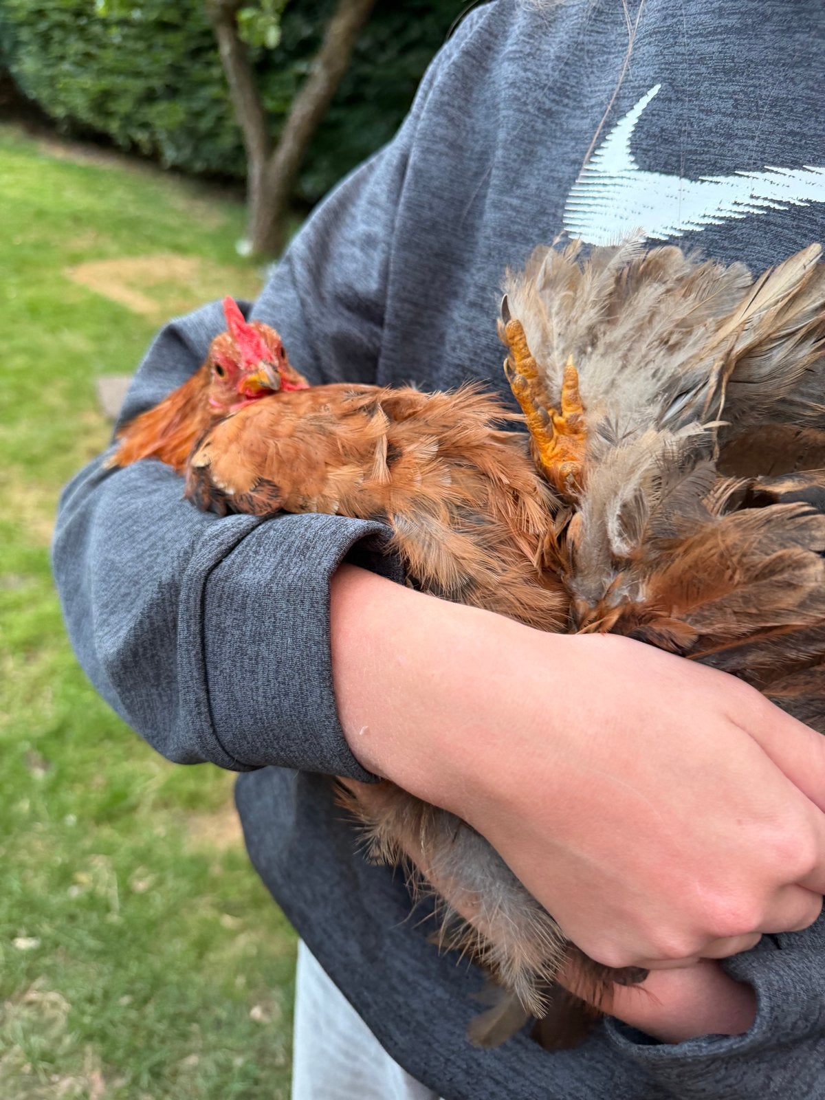 Gratis af te halen lieve en nieuwsgierige Cochin haantjes, Dieren en Toebehoren, Pluimvee, Mannelijk, Kip