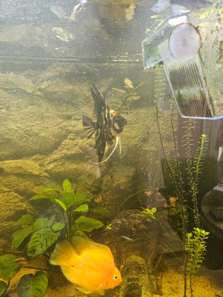 Maanvis 13cm, Vis