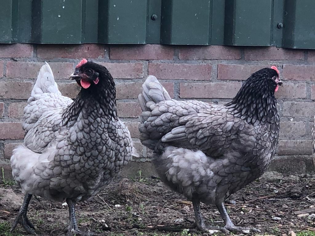 Bleu de Landes kalme robuuste grijze kip met een zwarte nek, Meerdere dieren, Kip